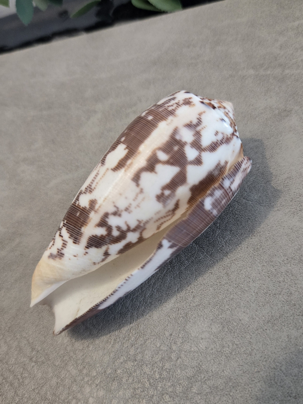 🐚 Textile Cone Shell Conus textile CNE Collection Collector Display
